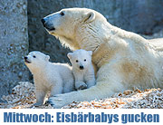 Zuschauen: Hellabrunner Eisbären-Baby am 19.03.2014 erstmals in der Öffentlichkeit (©Foto. Tierpark Hellabrunn)